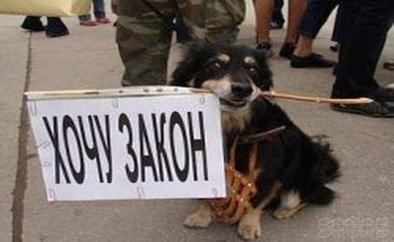 Принят закон о содержании домашних животных в Крыму